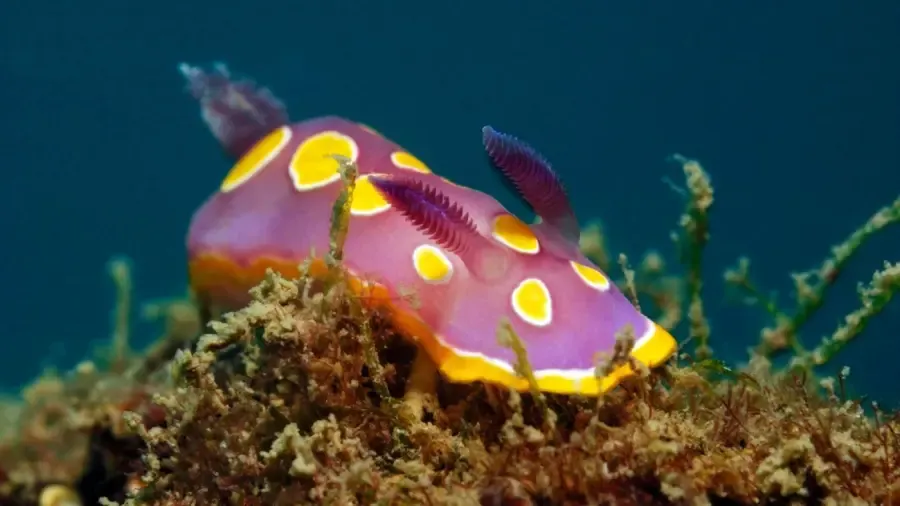 Quali sono gli esempi di decompositori oceanici?