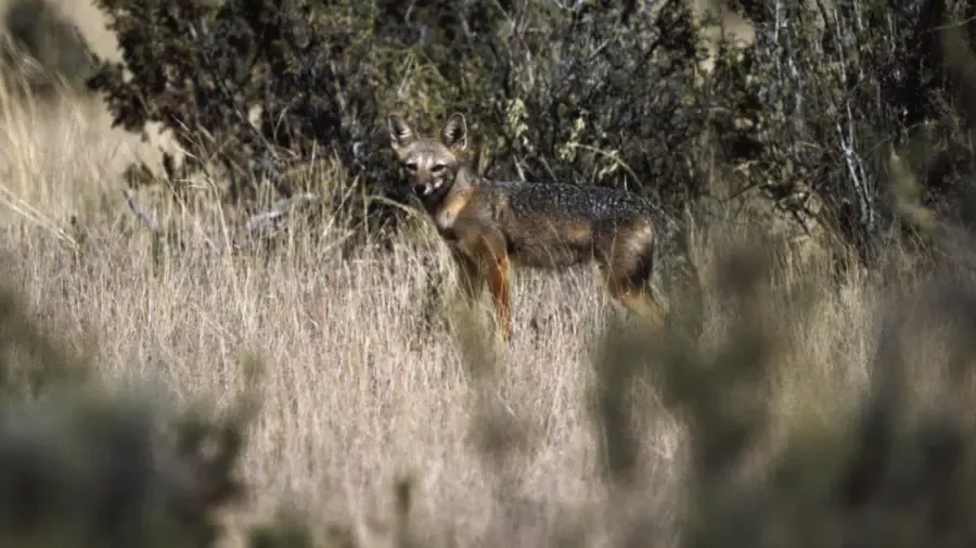 Hva er nasjonaldyret i Paraguay?' title='Hva er nasjonaldyret i Paraguay?