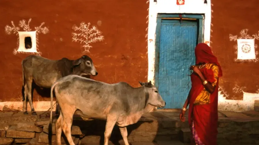 Les hindous peuvent-ils boire du lait de vache ?