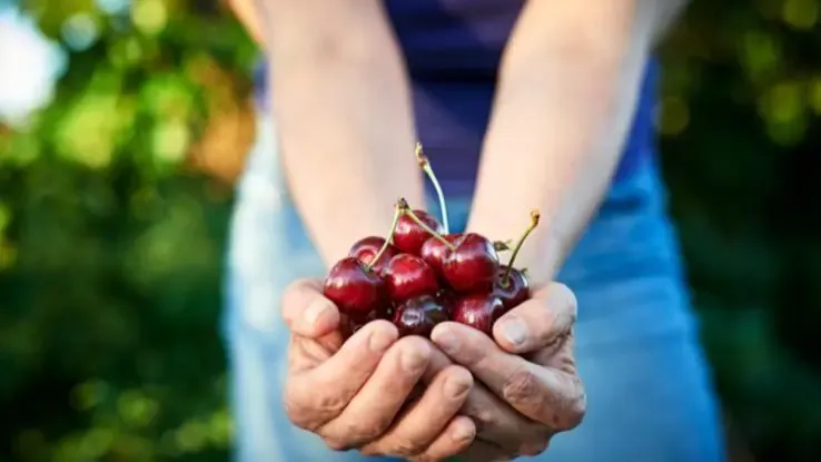Cosa simboleggiano le ciliegie nell'arte e nella letteratura?' title='Cosa simboleggiano le ciliegie nell'arte e nella letteratura?