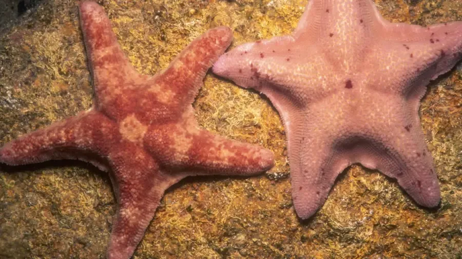 Hvad repræsenterer The Five Points of the Blood Band Star?