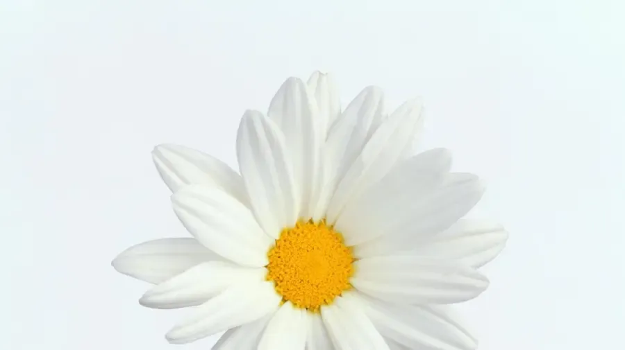 Hogy hívják a százszorszép közepét?