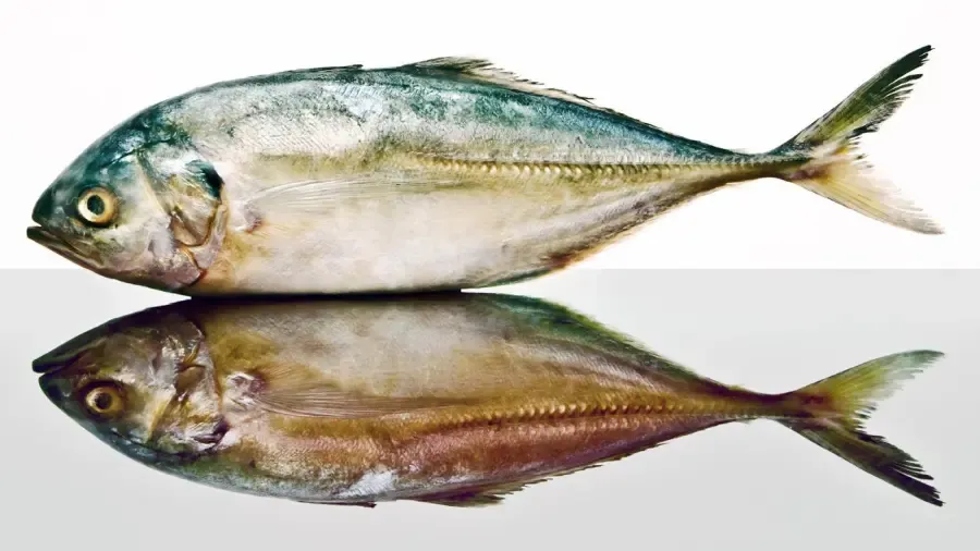 Le poisson Goberge a-t-il des écailles ?' title='Le poisson Goberge a-t-il des écailles ?