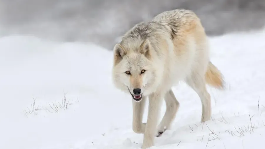 Hogy hívnak egy nőstény farkast?