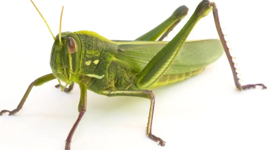 Kan en græshoppes ben vokse tilbage?