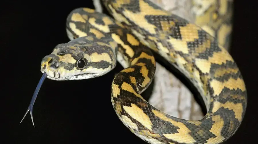 Mi az a fekete kígyó sárga gyémánttal?