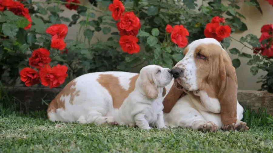 Wat is een Lemon Basset Hound?