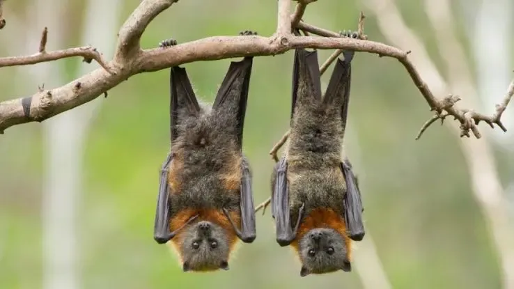Hvor længe kan flagermus leve uden mad eller vand?