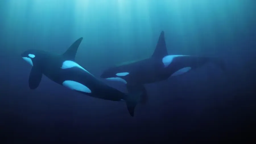 I vilken havszon lever späckhuggare?