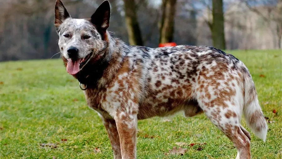 Cos'è un Heeler blu?