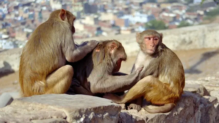 サルのライフサイクルとは何ですか?