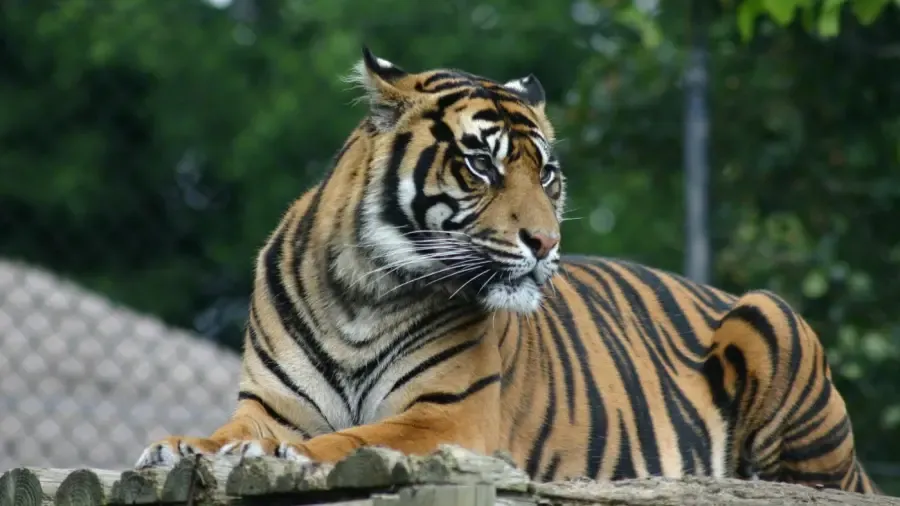 Combien coûte un tigre ?