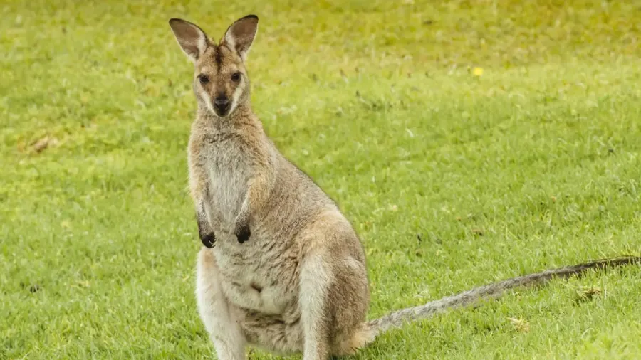 カンガルーの食物連鎖とは何ですか?