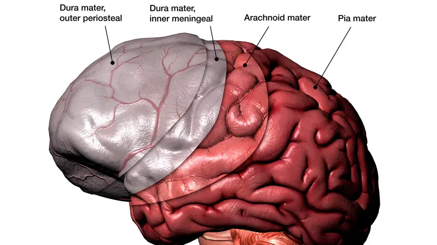 D の文字で始まる体の部位はどれですか?' title='D の文字で始まる体の部位はどれですか?