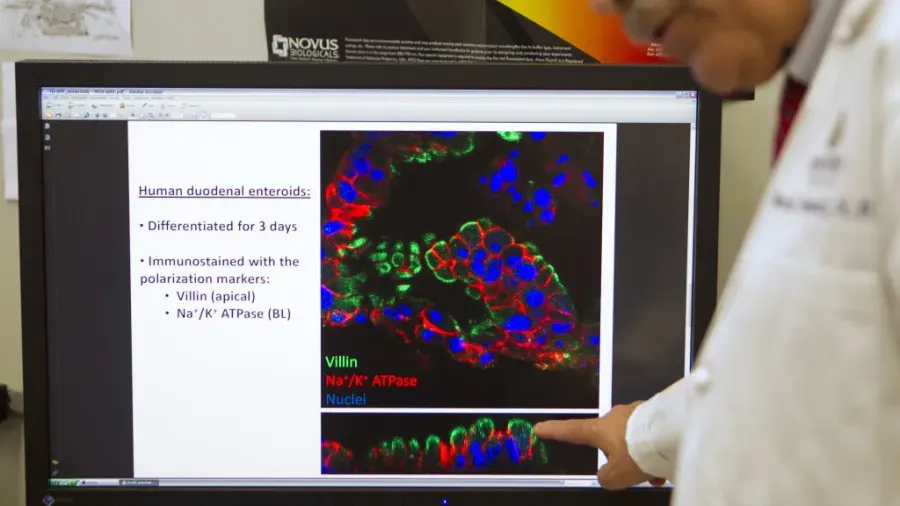D の文字で始まる体の部位はどれですか?' title='D の文字で始まる体の部位はどれですか?