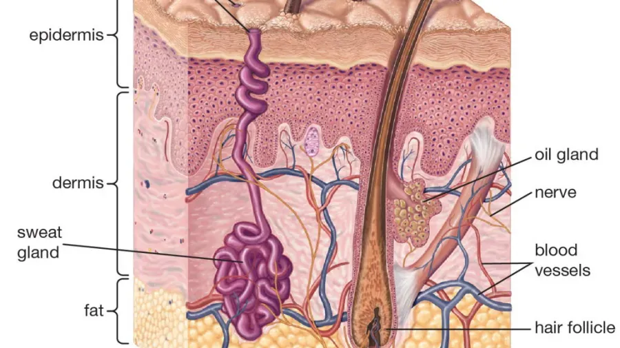 D の文字で始まる体の部位はどれですか?' title='D の文字で始まる体の部位はどれですか?