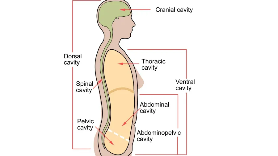 D の文字で始まる体の部位はどれですか?' title='D の文字で始まる体の部位はどれですか?