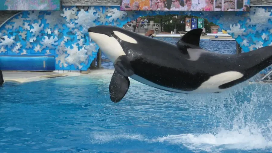 ¿A qué altura puede saltar una orca fuera del agua?