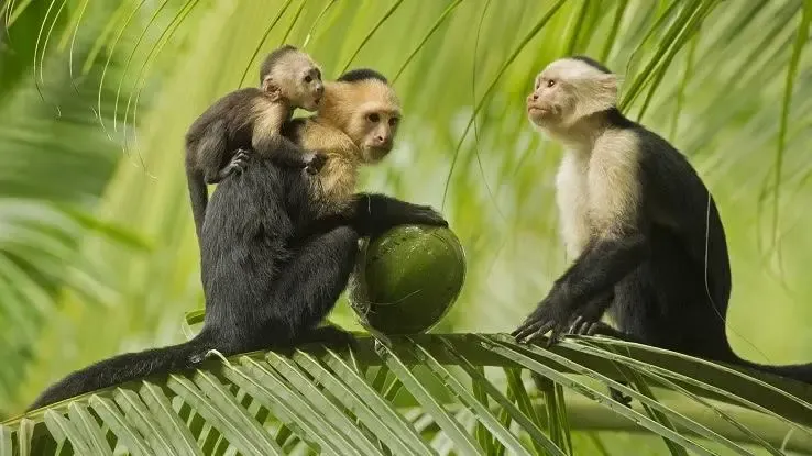 Mi a példa a kölcsönösségre az esőerdőben?' title='Mi a példa a kölcsönösségre az esőerdőben?