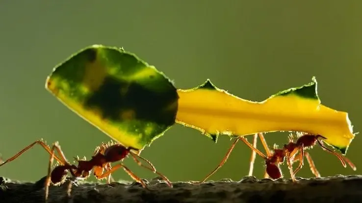 Mi a példa a kölcsönösségre az esőerdőben?' title='Mi a példa a kölcsönösségre az esőerdőben?