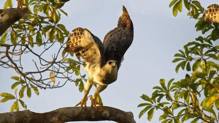 Mi a példa a kölcsönösségre az esőerdőben?' title='Mi a példa a kölcsönösségre az esőerdőben?