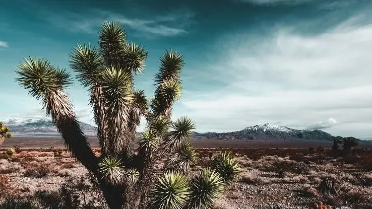 Hvad er nogle ikke-levende ting i ørkenen?' title='Hvad er nogle ikke-levende ting i ørkenen?