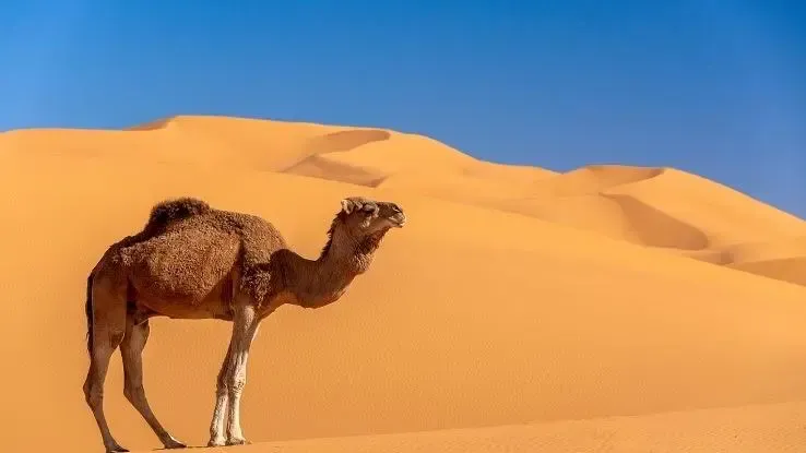 Hvad er nogle ikke-levende ting i ørkenen?' title='Hvad er nogle ikke-levende ting i ørkenen?